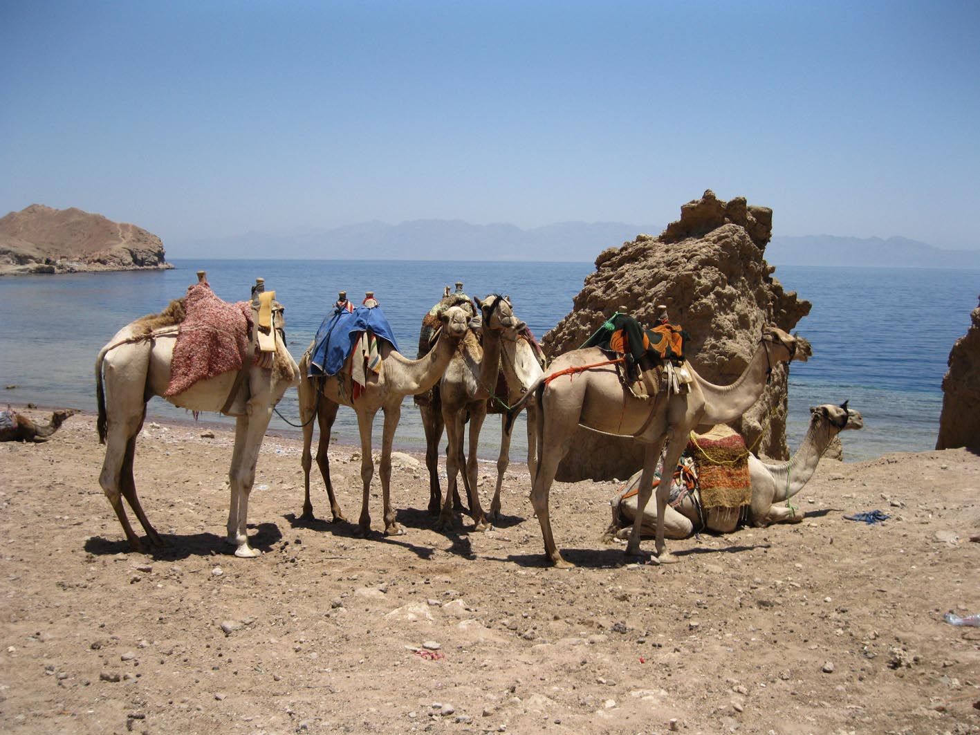 dahab camellos