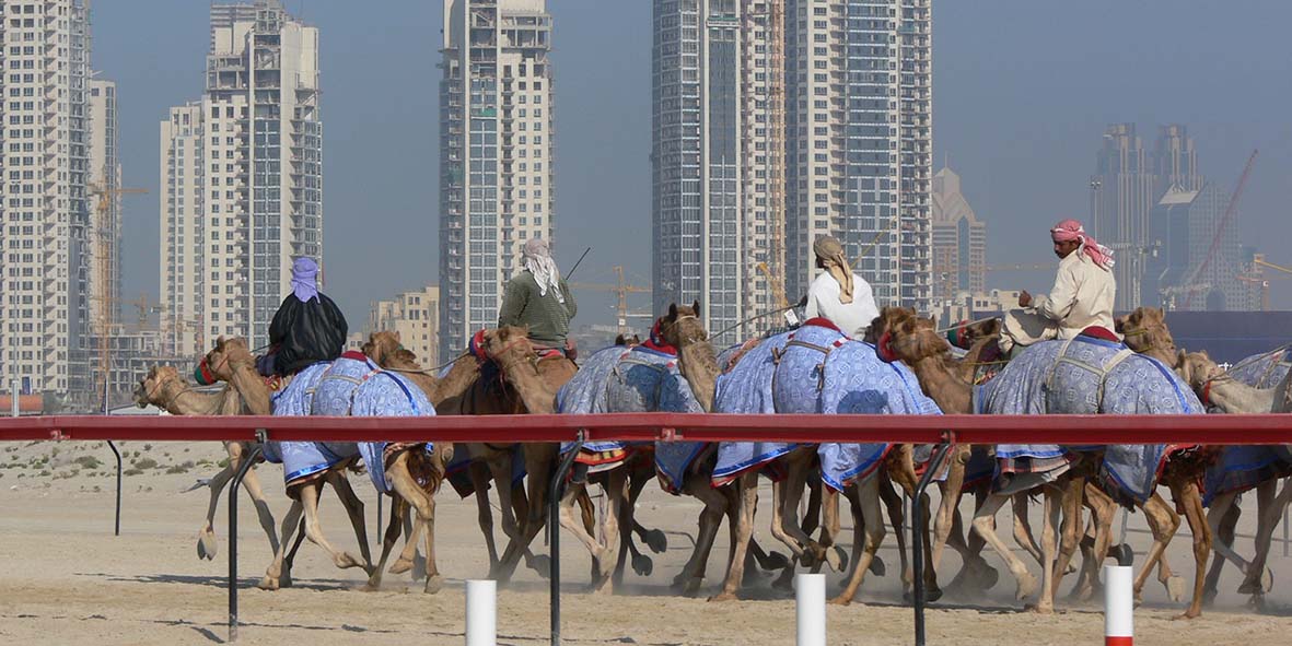 Dubai carrera camellos