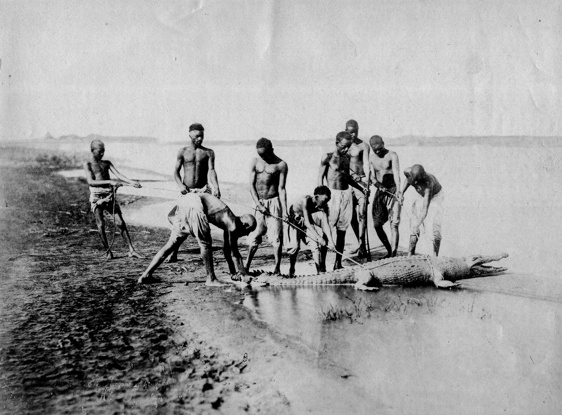 13sobre 518 Bechard chase crocodrile Nubie 1875 25,5x19,5 TARJETON-CATALOGO